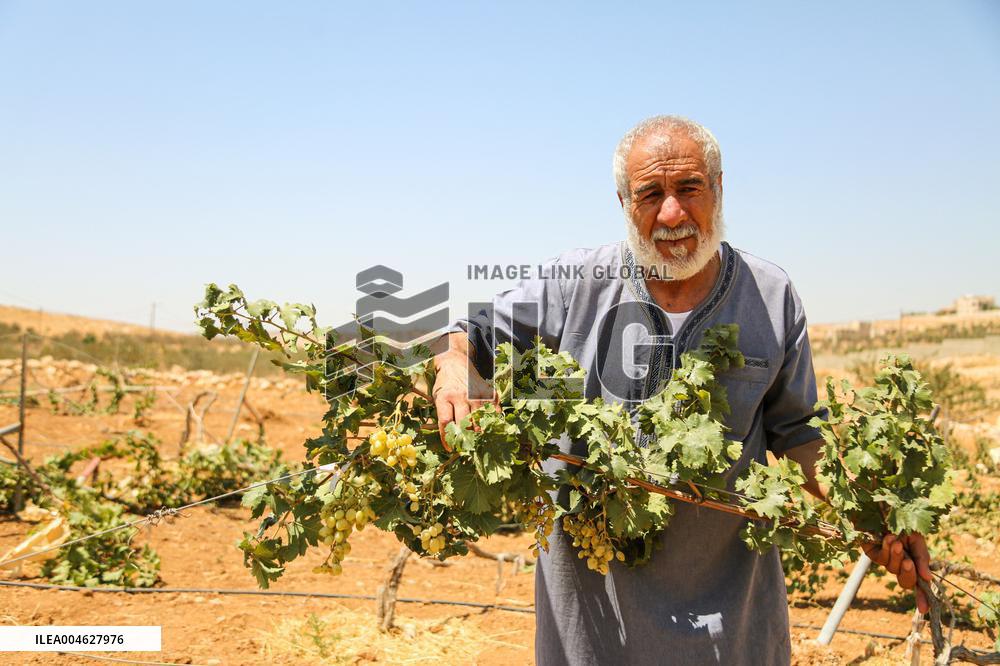 Israeli Settlers Destroy Palestinian Vineyards - West Bank