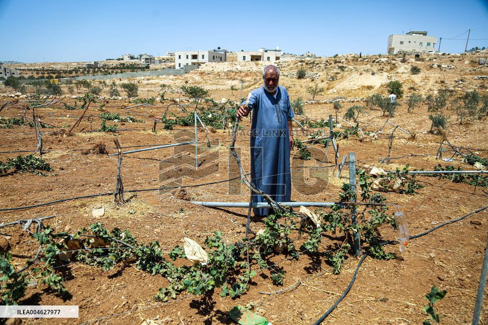Israeli Settlers Destroy Palestinian Vineyards - West Bank