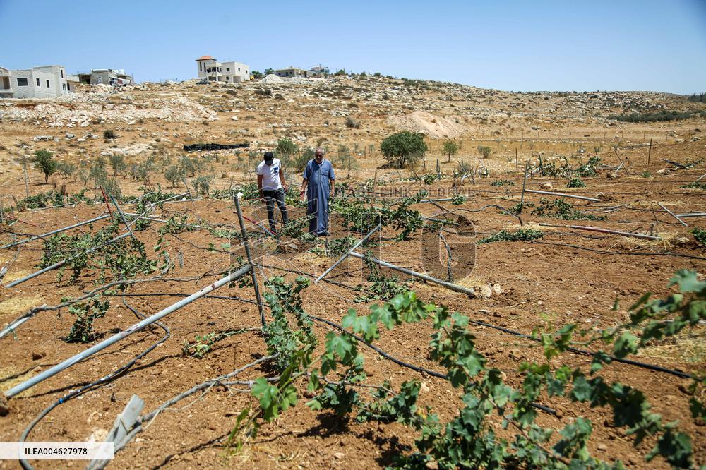 Israeli Settlers Destroy Palestinian Vineyards - West Bank