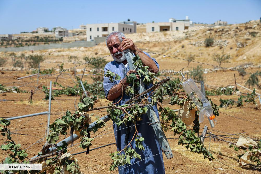Israeli Settlers Destroy Palestinian Vineyards - West Bank