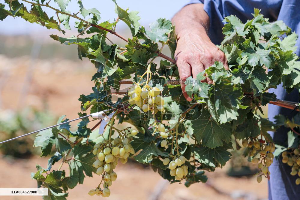 Israeli Settlers Destroy Palestinian Vineyards - West Bank