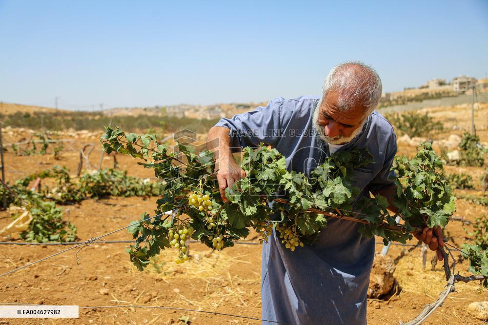Israeli Settlers Destroy Palestinian Vineyards - West Bank