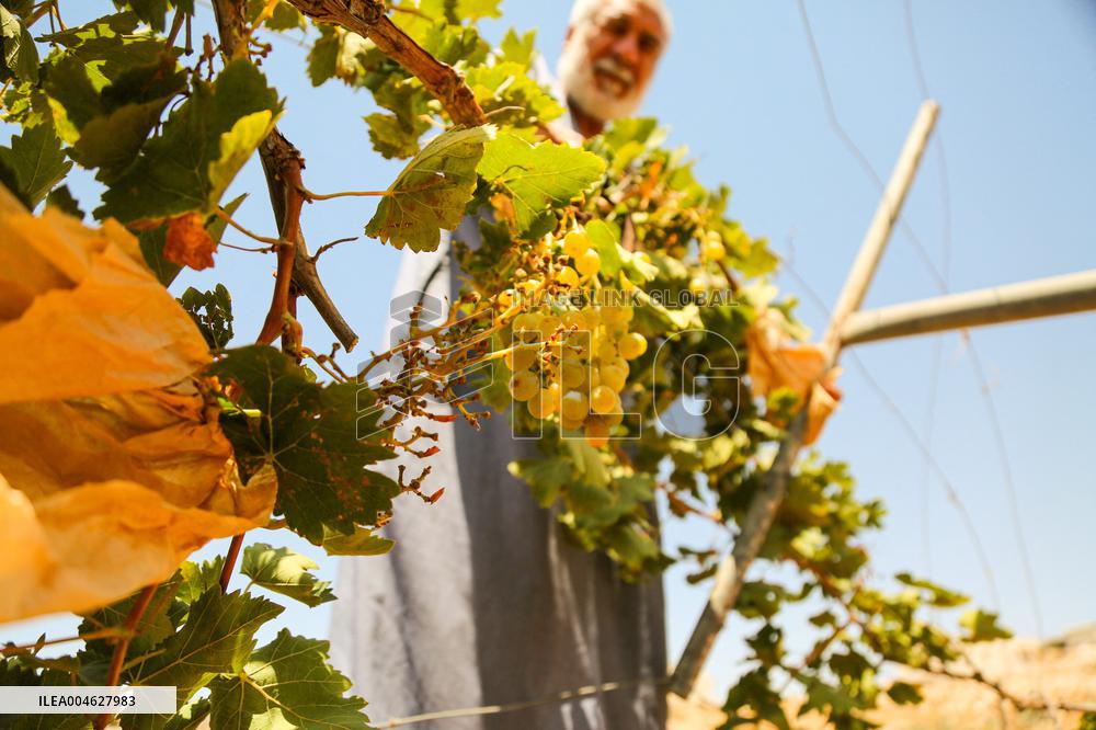 Israeli Settlers Destroy Palestinian Vineyards - West Bank