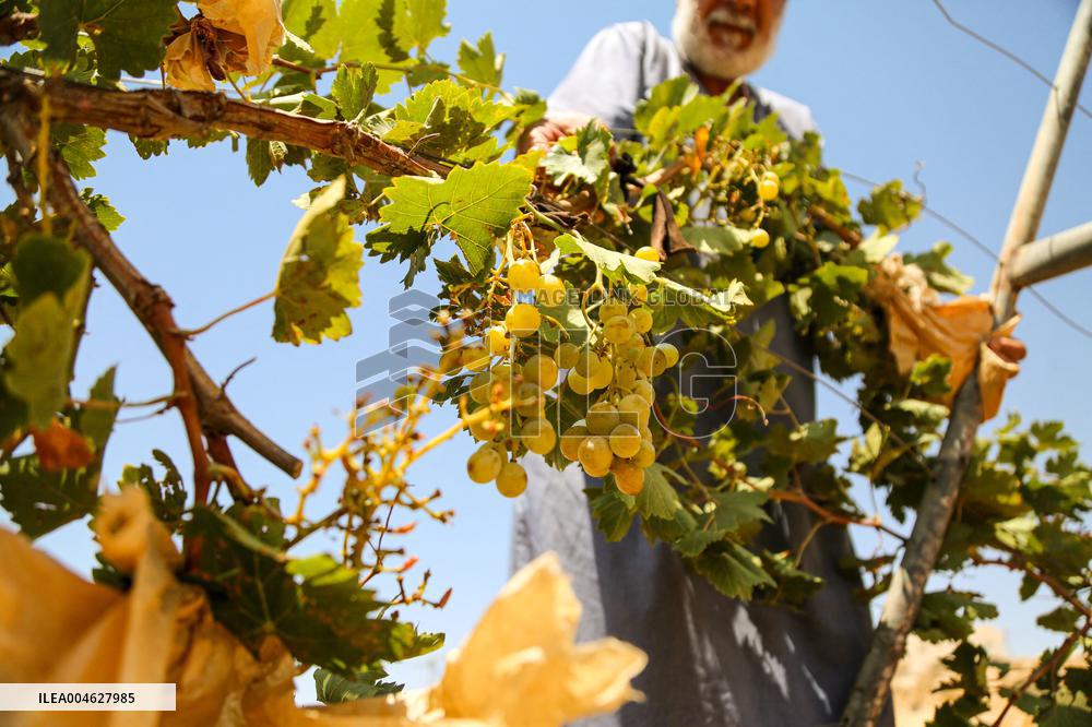 Israeli Settlers Destroy Palestinian Vineyards - West Bank