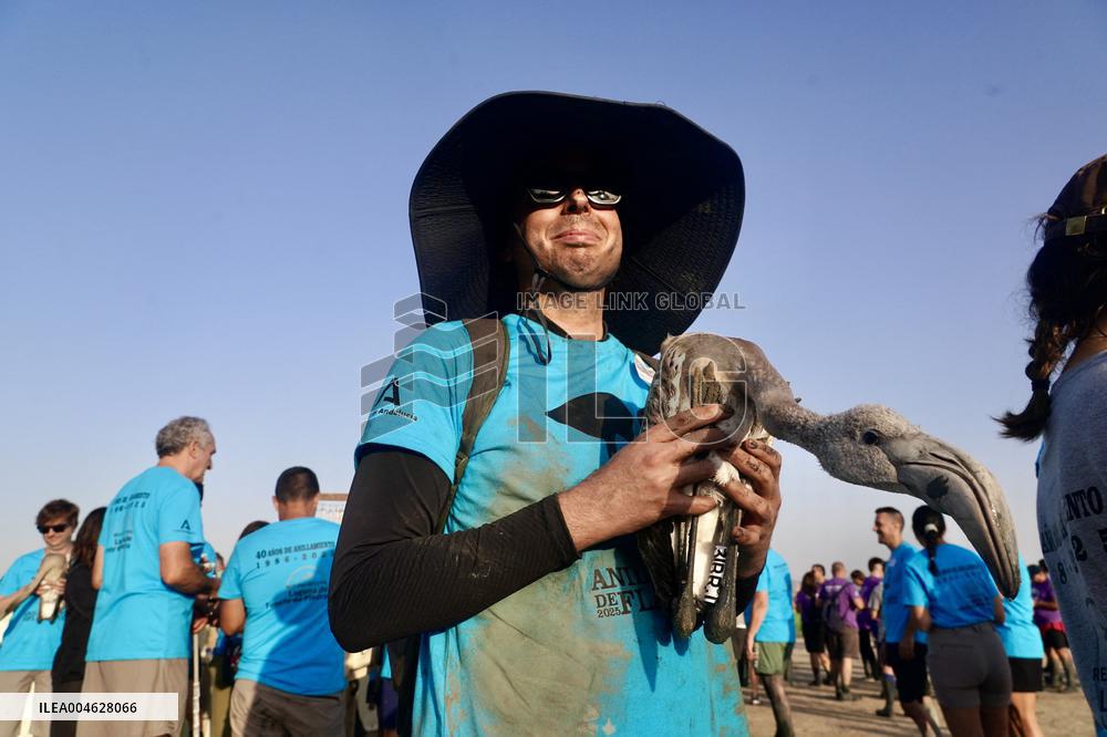 Banding Of 600 Flamingo Chicks - Spain