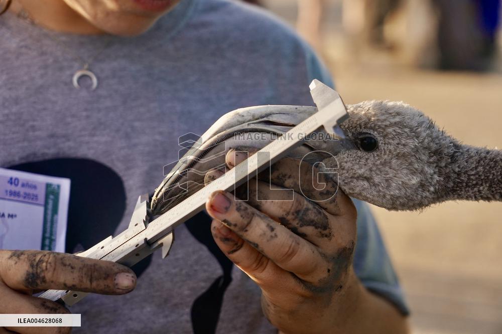 Banding Of 600 Flamingo Chicks - Spain
