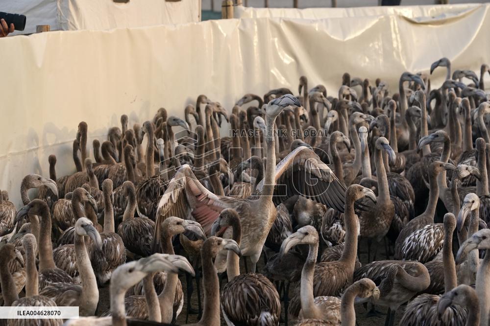 Banding Of 600 Flamingo Chicks - Spain