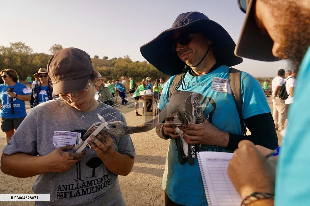 Banding Of 600 Flamingo Chicks - Spain