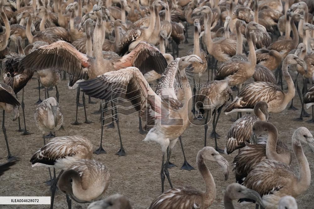 Banding Of 600 Flamingo Chicks - Spain