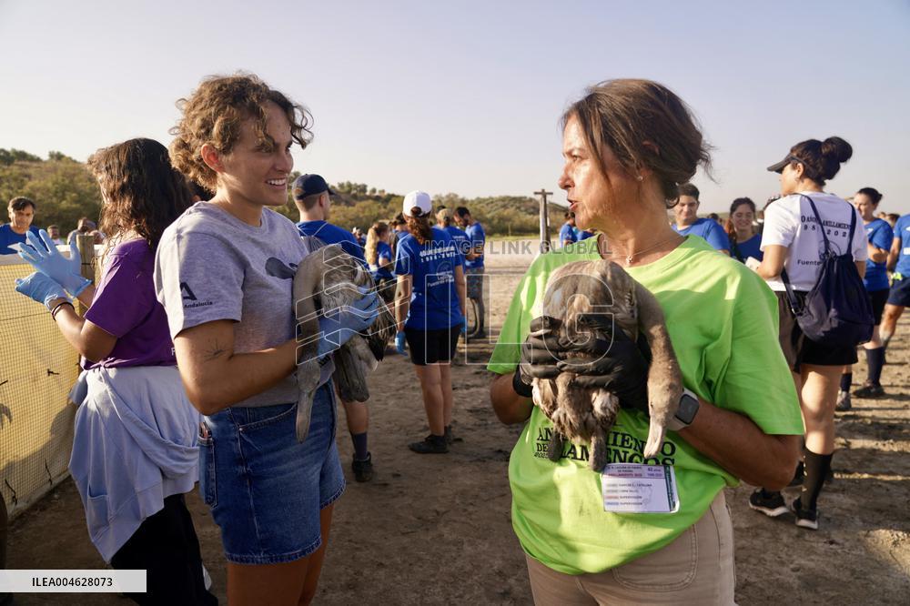 Banding Of 600 Flamingo Chicks - Spain