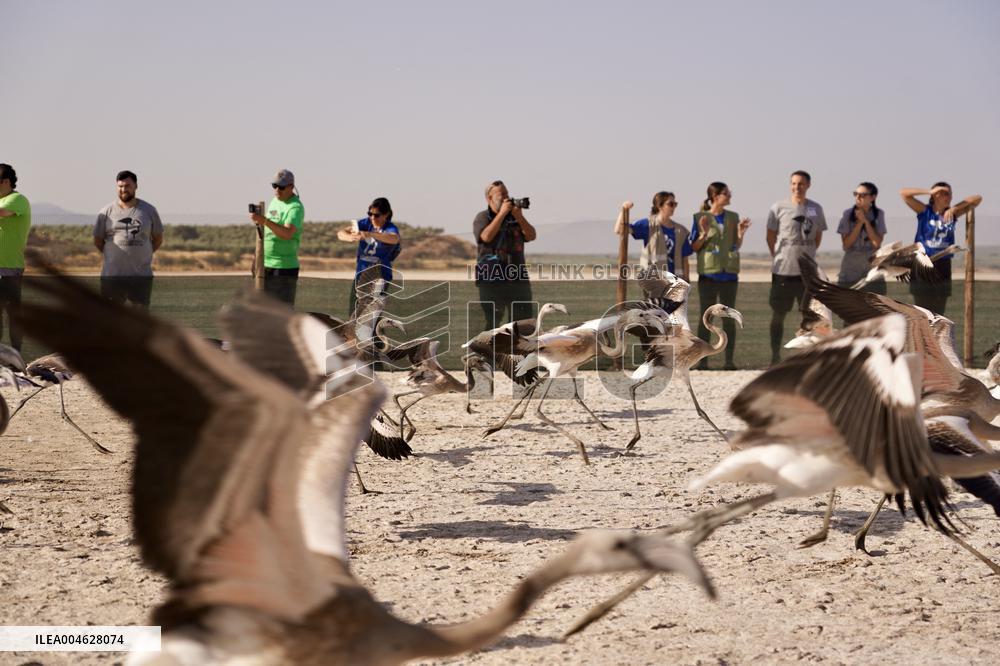 Banding Of 600 Flamingo Chicks - Spain
