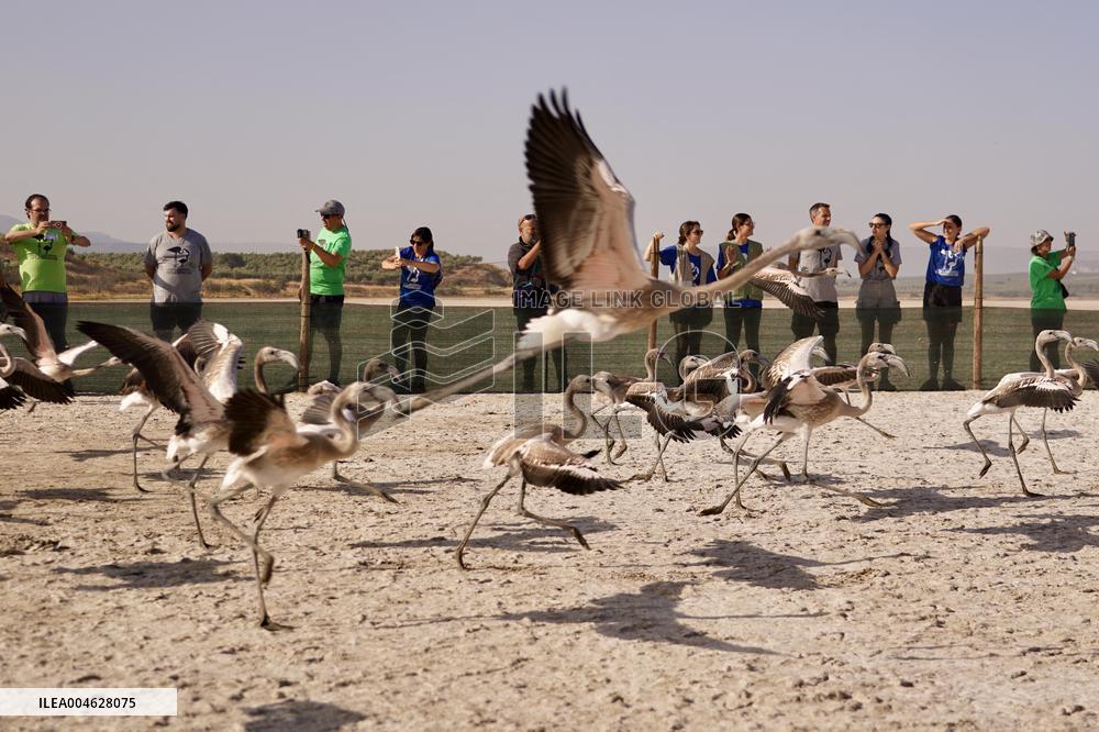 Banding Of 600 Flamingo Chicks - Spain