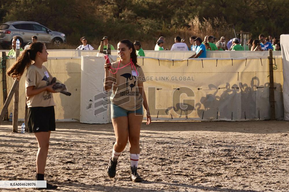 Banding Of 600 Flamingo Chicks - Spain
