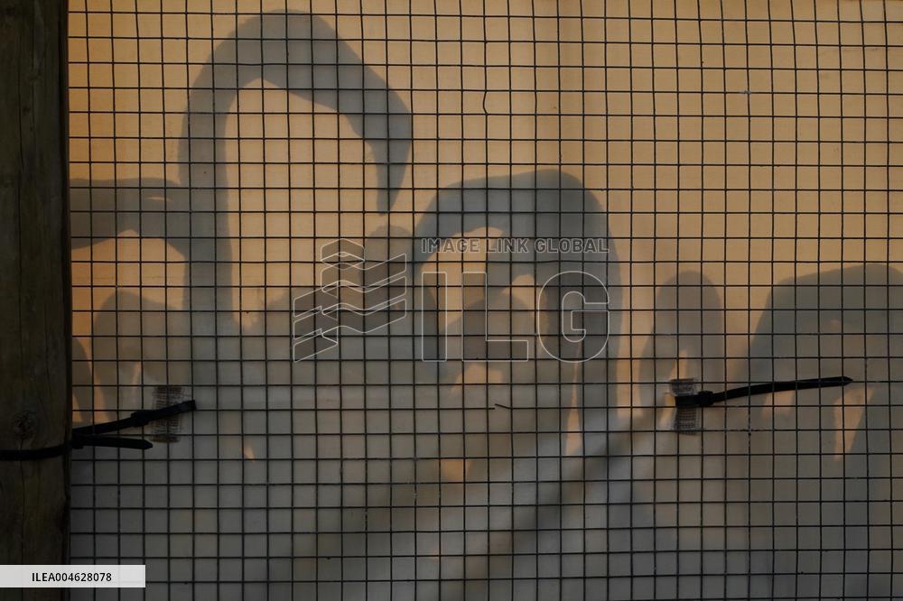 Banding Of 600 Flamingo Chicks - Spain