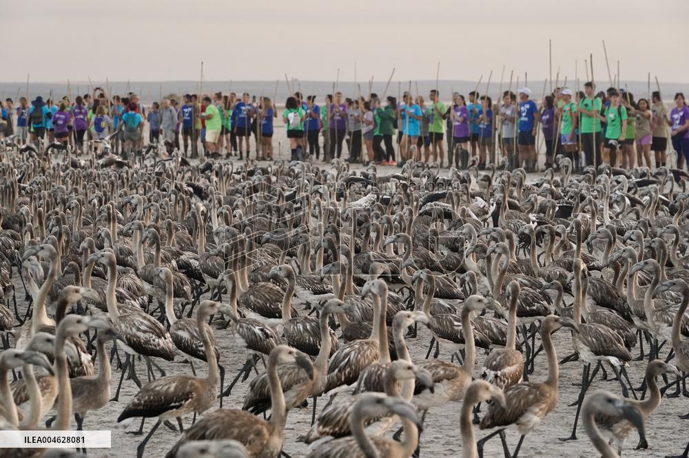 Banding Of 600 Flamingo Chicks - Spain