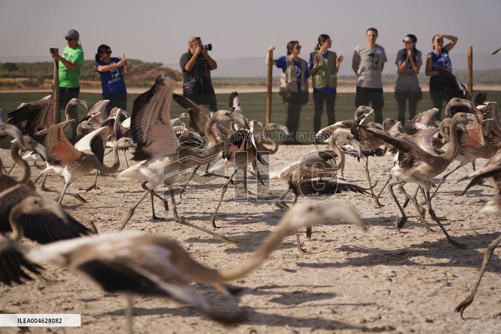 Banding Of 600 Flamingo Chicks - Spain