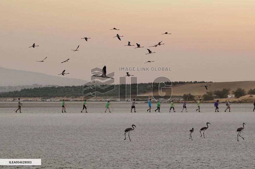 Banding Of 600 Flamingo Chicks - Spain