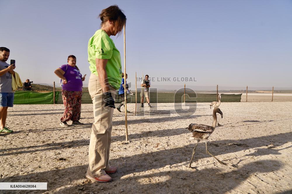 Banding Of 600 Flamingo Chicks - Spain