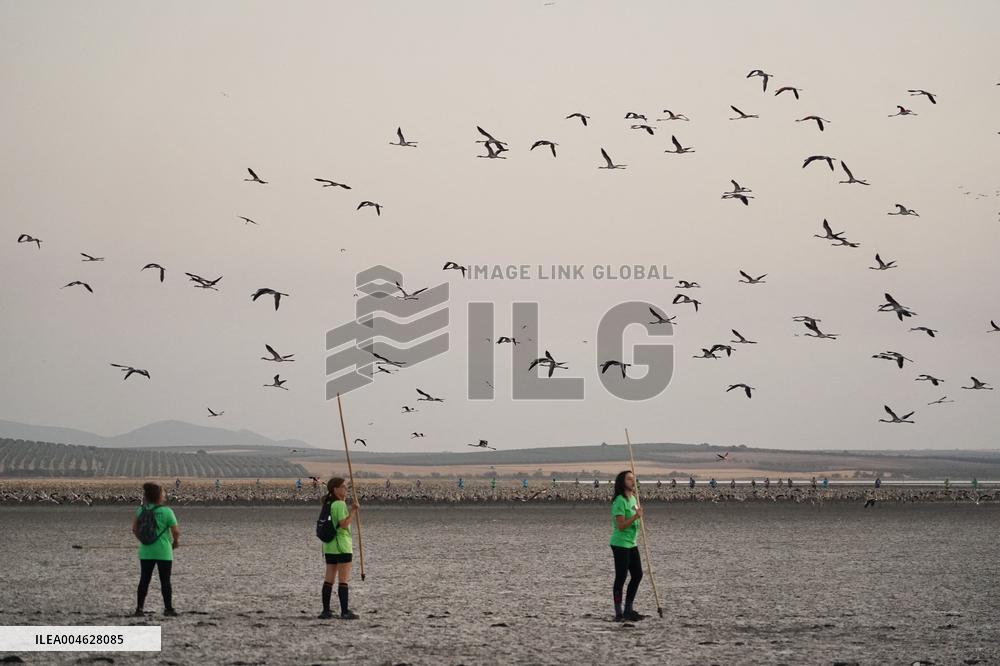 Banding Of 600 Flamingo Chicks - Spain