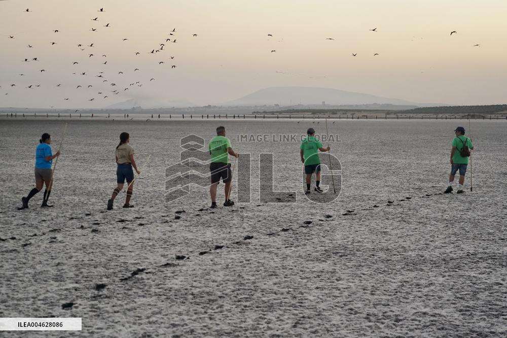 Banding Of 600 Flamingo Chicks - Spain