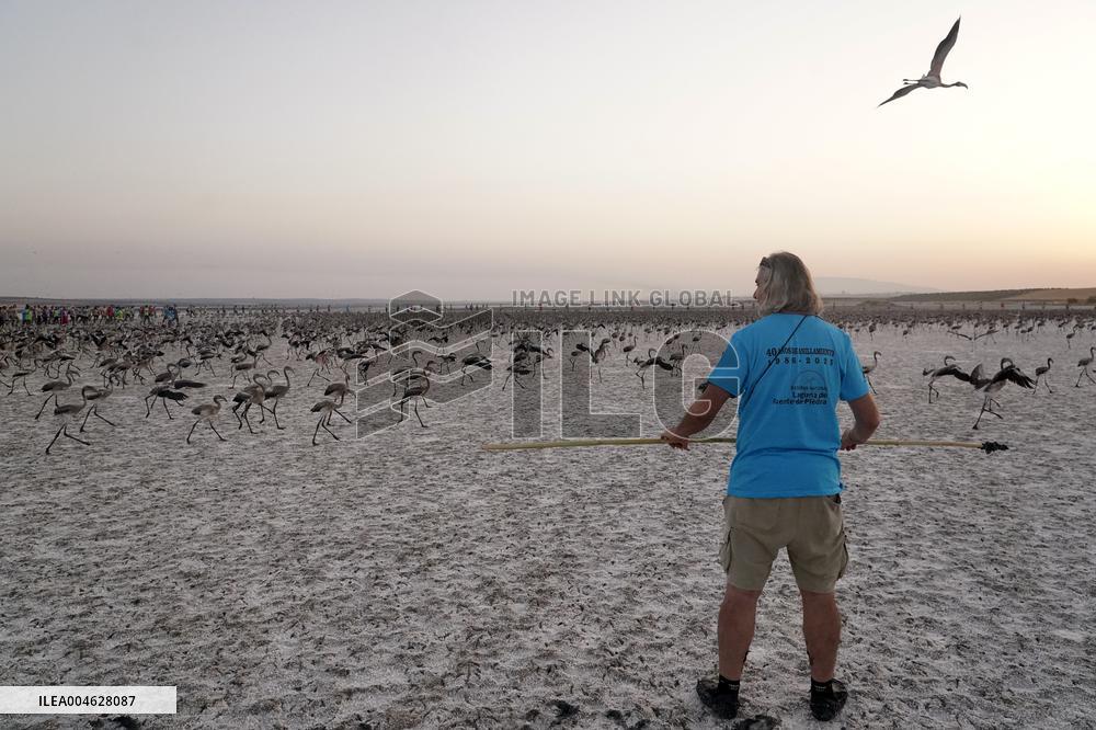 Banding Of 600 Flamingo Chicks - Spain