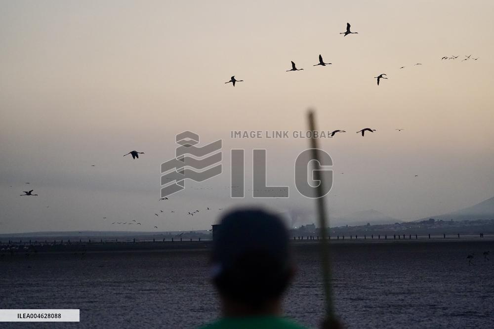 Banding Of 600 Flamingo Chicks - Spain