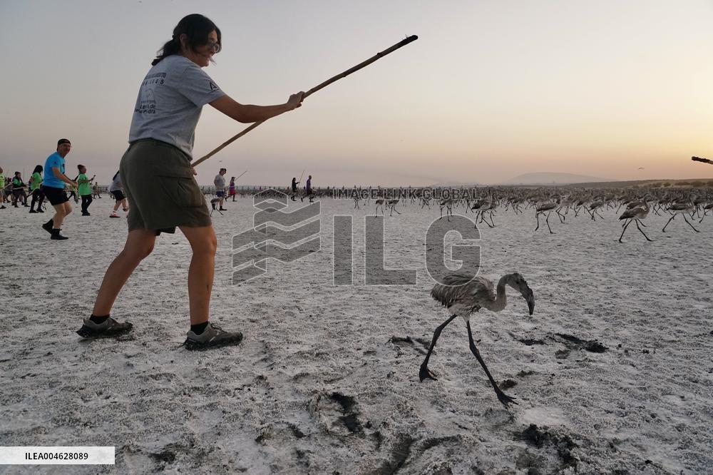 Banding Of 600 Flamingo Chicks - Spain