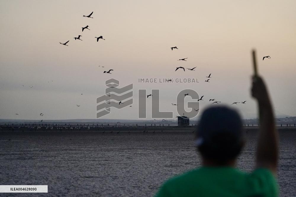 Banding Of 600 Flamingo Chicks - Spain