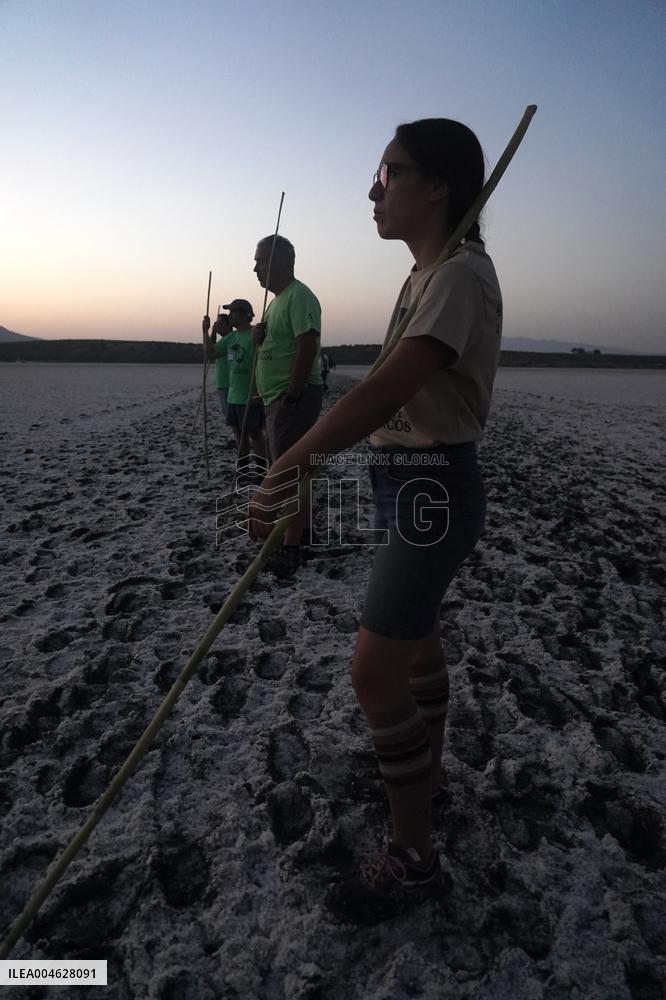 Banding Of 600 Flamingo Chicks - Spain