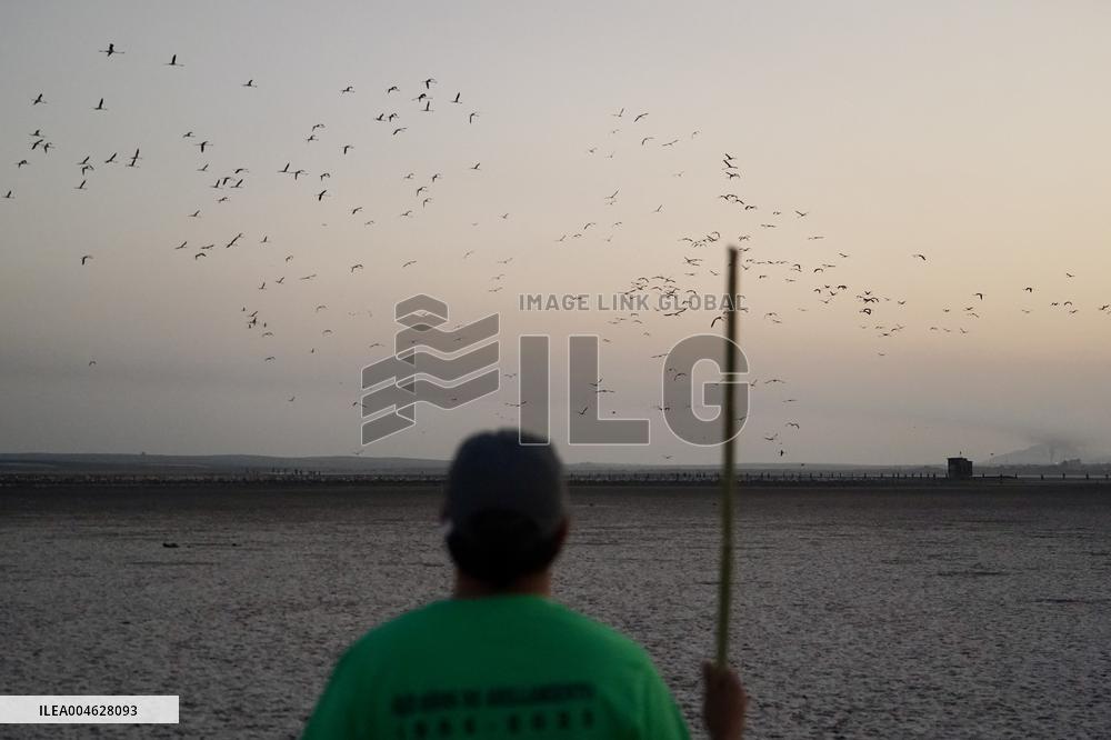Banding Of 600 Flamingo Chicks - Spain