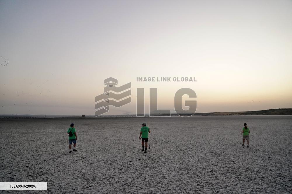 Banding Of 600 Flamingo Chicks - Spain