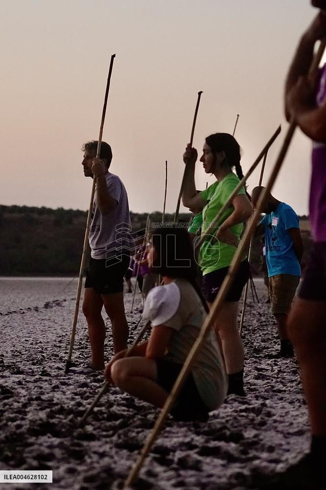 Banding Of 600 Flamingo Chicks - Spain