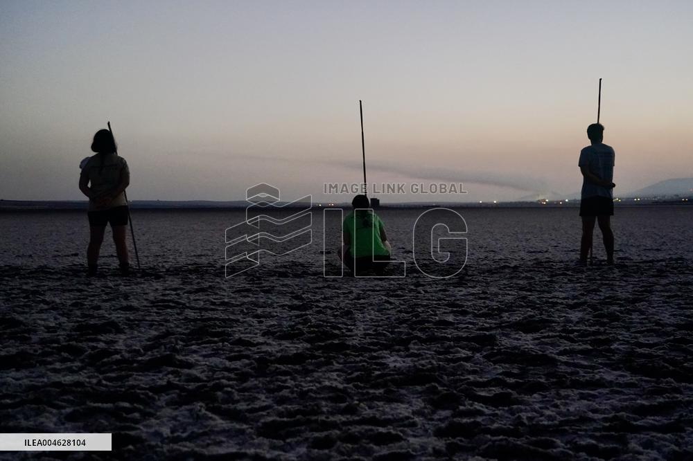 Banding Of 600 Flamingo Chicks - Spain