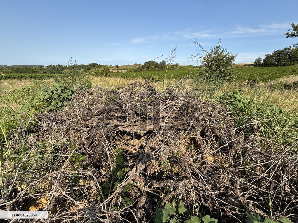 More Than 4 000 Hectares Of Vines Snapped in Gard - France