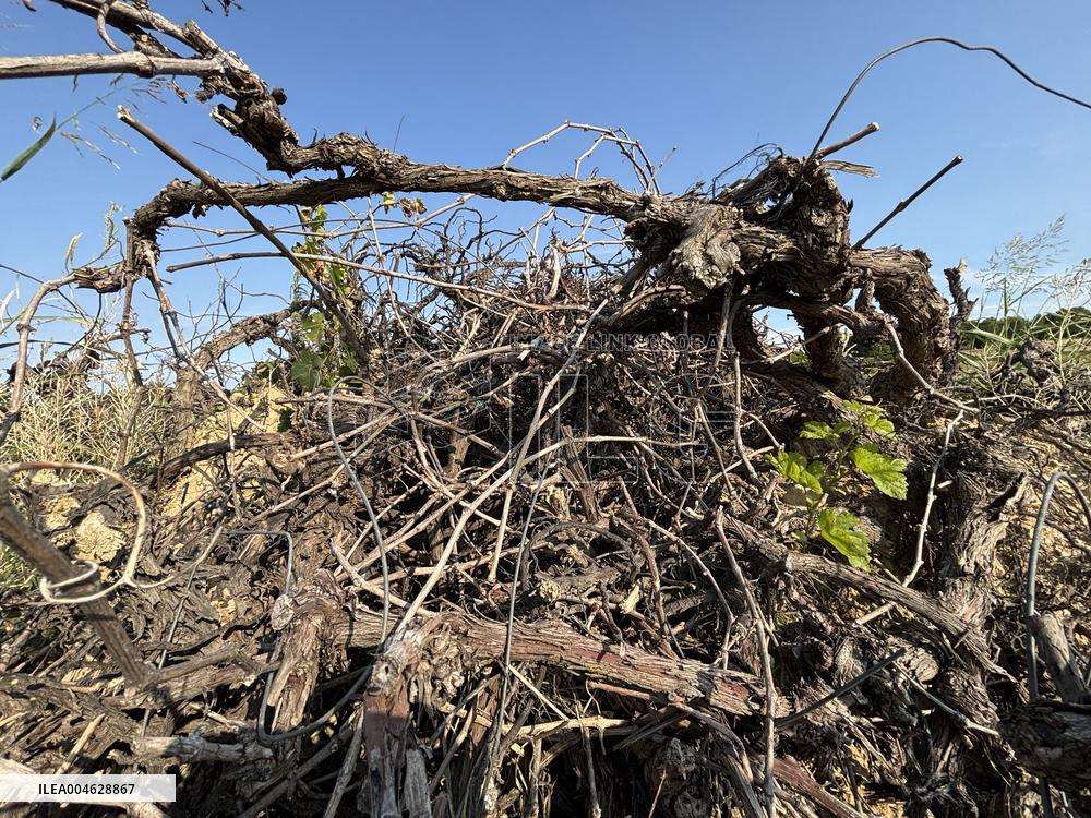 More Than 4 000 Hectares Of Vines Snapped in Gard - France