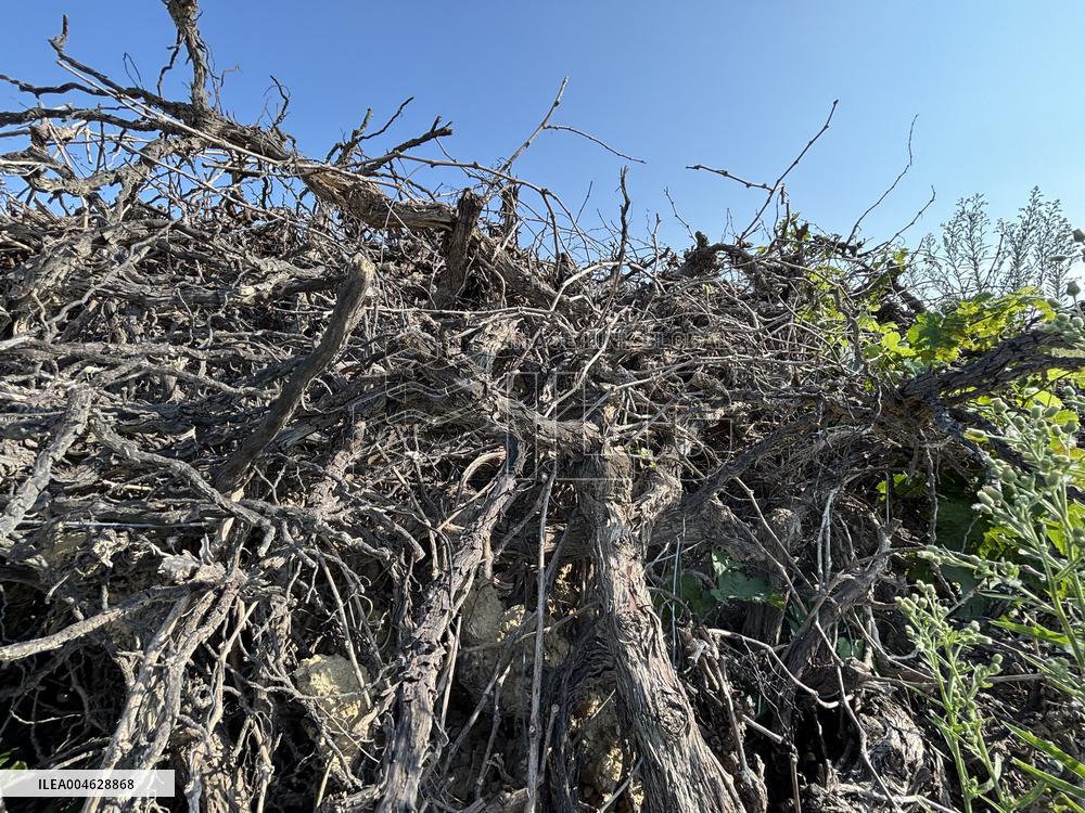 More Than 4 000 Hectares Of Vines Snapped in Gard - France