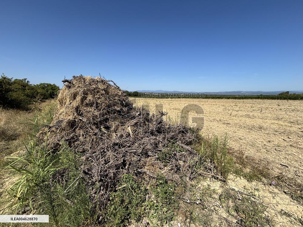 More Than 4 000 Hectares Of Vines Snapped in Gard - France