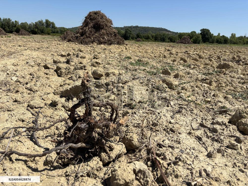 More Than 4 000 Hectares Of Vines Snapped in Gard - France
