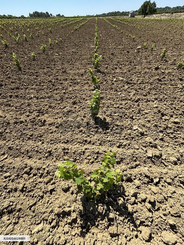 More Than 4 000 Hectares Of Vines Snapped in Gard - France