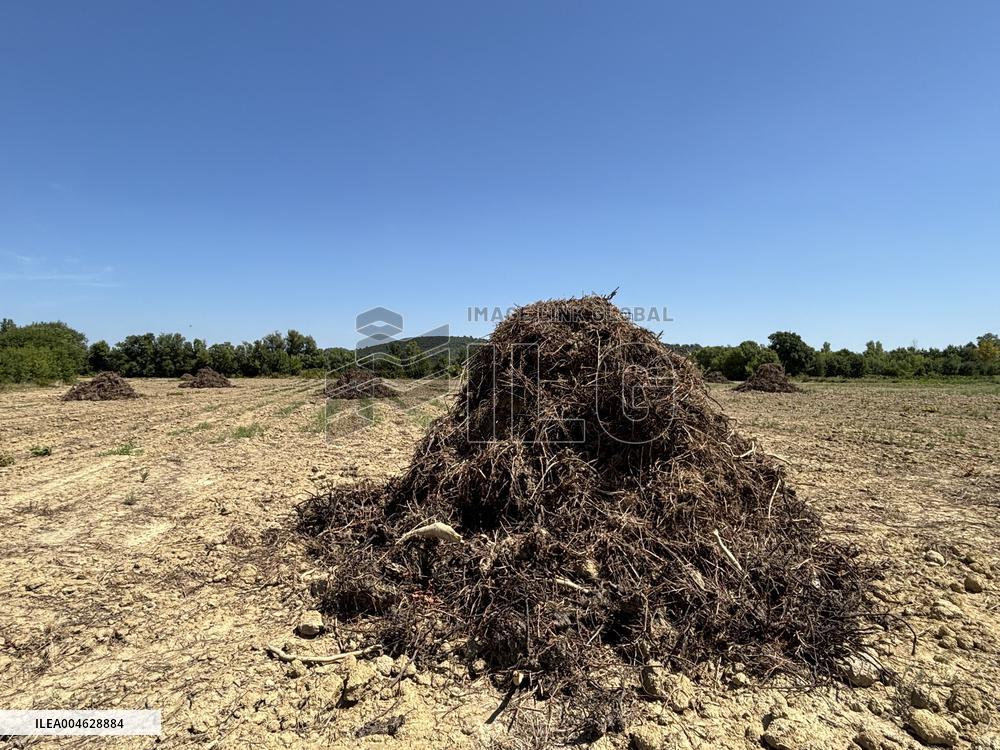 More Than 4 000 Hectares Of Vines Snapped in Gard - France