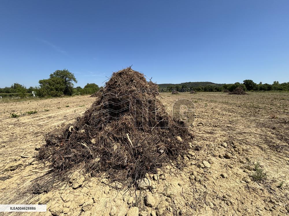 More Than 4 000 Hectares Of Vines Snapped in Gard - France