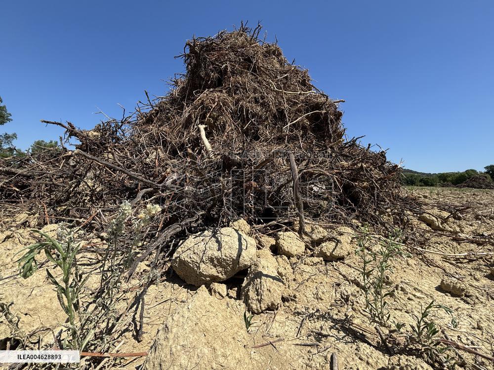 More Than 4 000 Hectares Of Vines Snapped in Gard - France