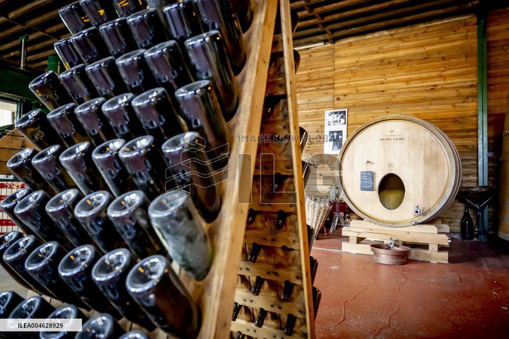 Illustration - The Making of Champagne