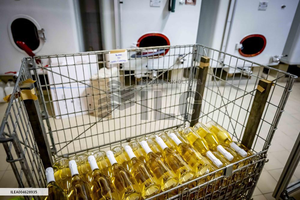 Illustration - The Making of Champagne