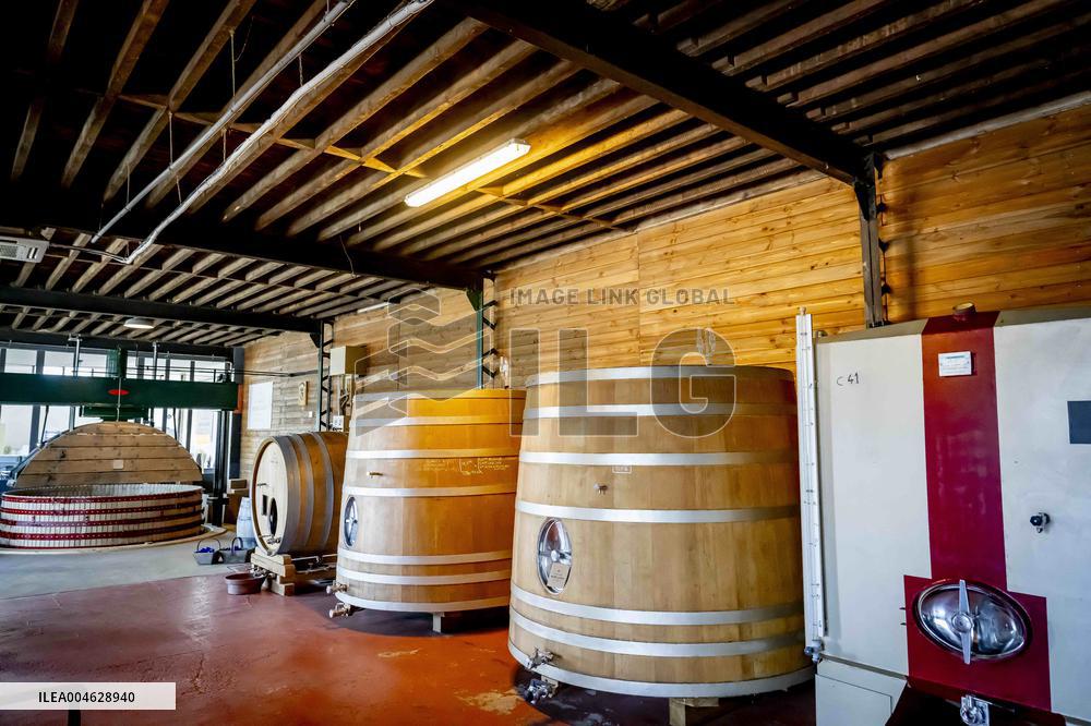 Illustration - The Making of Champagne