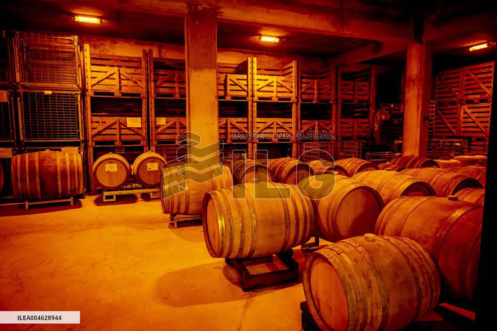 Illustration - The Making of Champagne