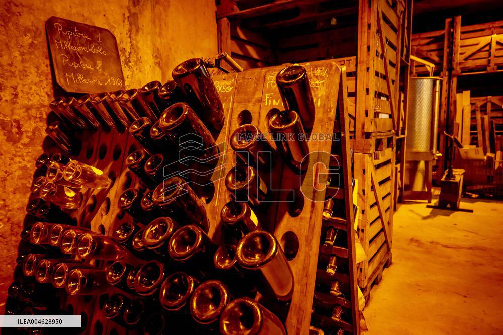 Illustration - The Making of Champagne