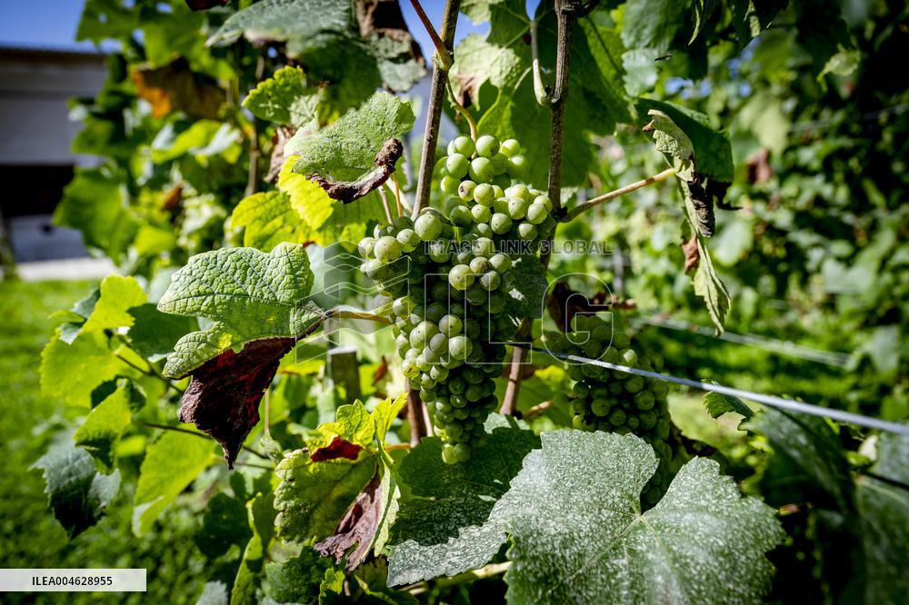 Illustration - The Making of Champagne