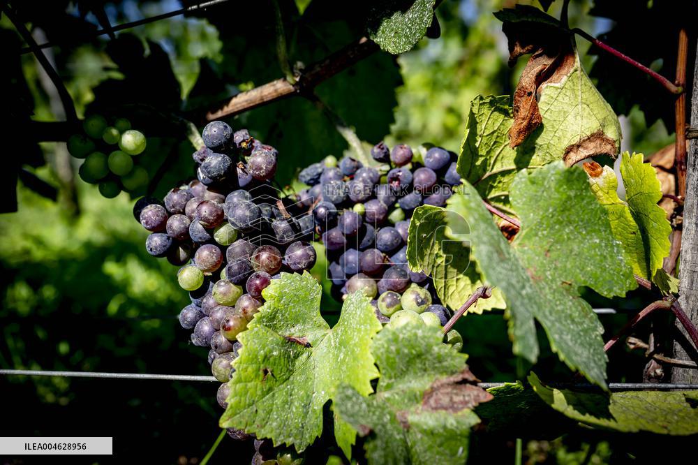 Illustration - The Making of Champagne