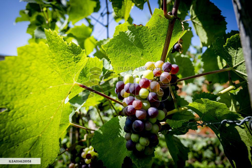 Illustration - The Making of Champagne